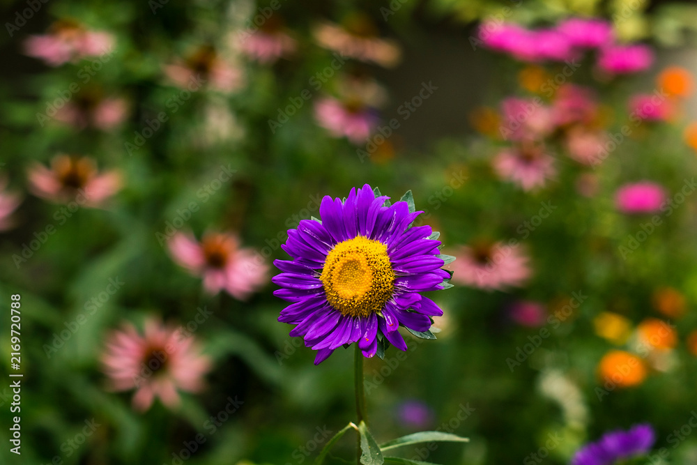 Fototapeta premium A stunning purple aster flower in full bloom adds color and charm to a vibrant garden scene with delicate bokeh effects.