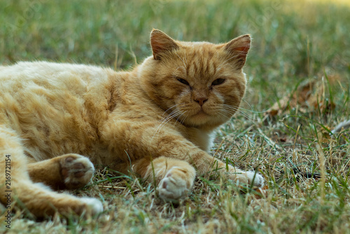 A domestic ginger tabby cat relaxes comfortably while lying down in dry green grass outdoors.