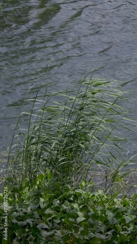 Jungle river with dense green plants growing along rocky shore and calm flowing Water in wide view.  Rural landscape peaceful natural scene with fresh green plants. Green grass in the water
