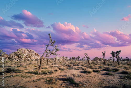 Joshua Tree National Park Landscape at Sunset, California 