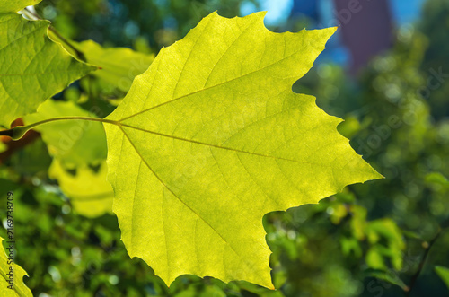 An American Sycamore leaf beginning to turn yellow