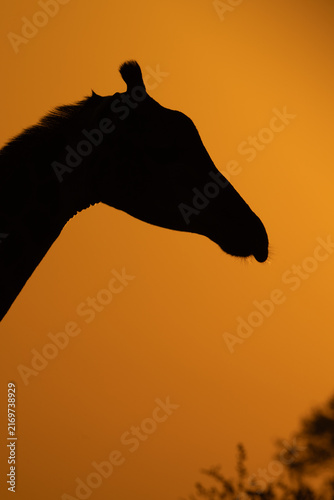 Canvas Print Beautiful silhouette of a giraffe during sunrise with an orange sky as background, Kruger Park