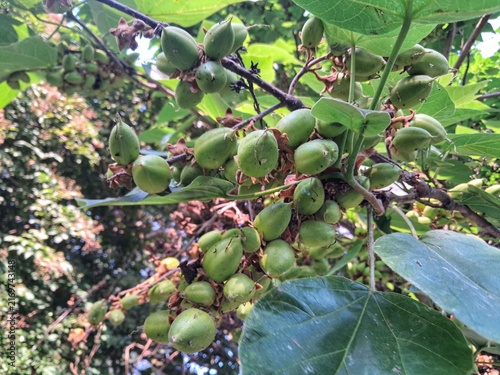 Close up of Paulownia tomentosa empress tree branches filled with green unripe oval seed pods and large leaves.