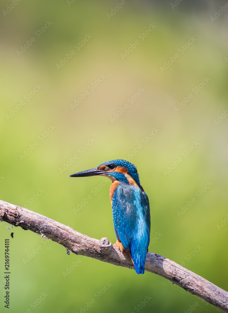 Fototapeta premium kingfisher on the branch