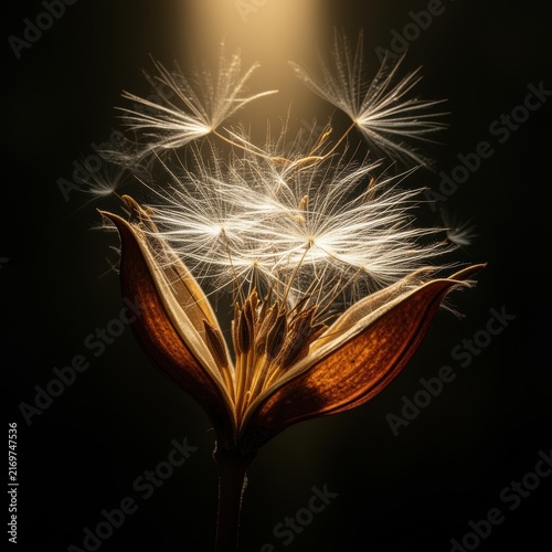 Dandelion seed head with floating seeds on dark background