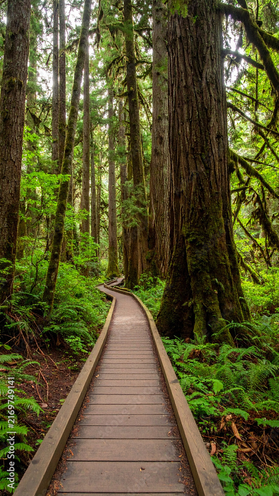 Obraz premium Wooden pathway winding through lush green forest with towering trees and vibrant foliage