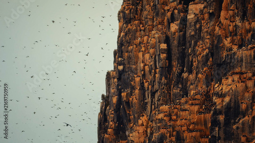 Konstfotografi A colossal, textured brown rock face teeming with countless nesting seabirds und