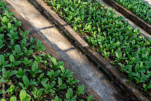 Canvastavla Sustainable Urban Farming Vegetable Bed with Green Bok Choy Brassica Rapa Plants