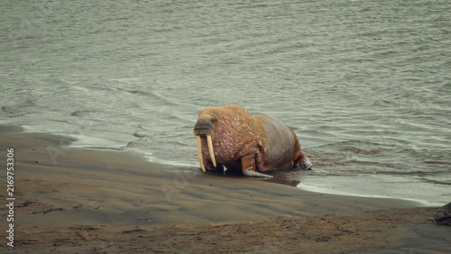 Foto A single walrus with large tusks and wet skin is hauled out on a sandy beach at