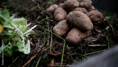 Quadro su tela Wrinkled potatoes placed in organic compost pile alongside vegetable food waste,