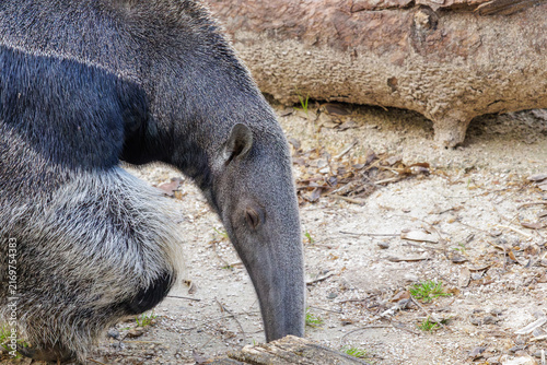 Fotografie Giant anteater foraging for insects on sandy ground