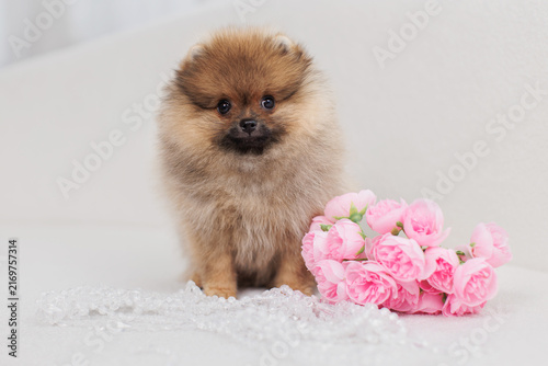  Fluffy Pomeranian puppy with roses