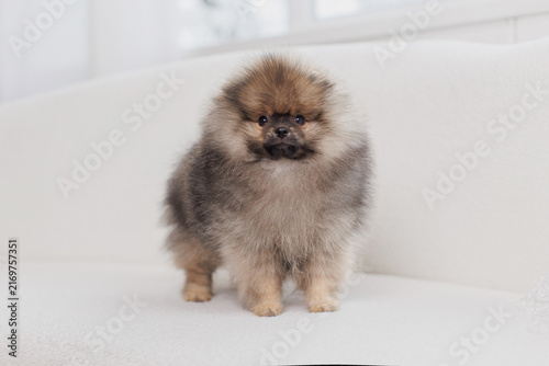 Fluffy Pomeranian puppy on sofa
