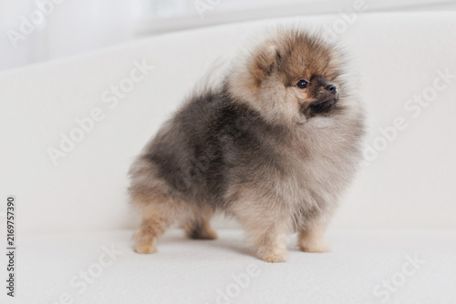 Fluffy Pomeranian puppy on sofa