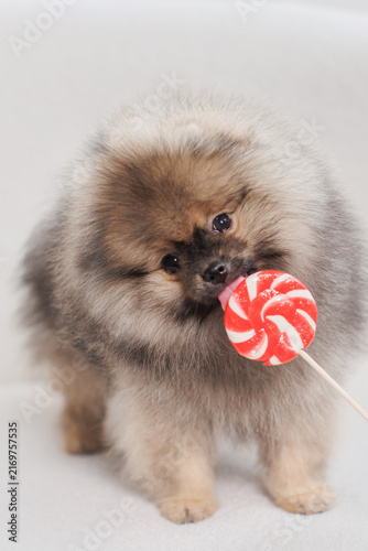 Cute Pomeranian puppy licking lollipop