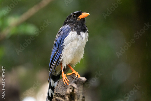 Wet Red-billed Blue Magpie Perched on Tree Stump in Rain