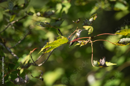 Ruby-throated hummingbird perched in a sugar maple tree.