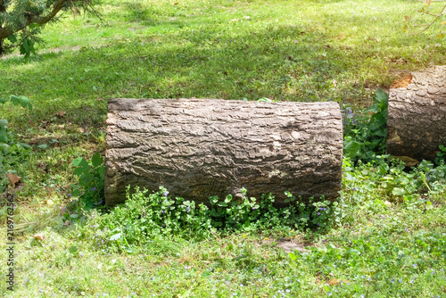 Wooden stump are used for sitting outdoors. Natural texture in landscape. Tree stump in green park on a sunny day. Cut tree.