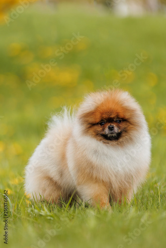 Cute Pomeranian puppy in grass
