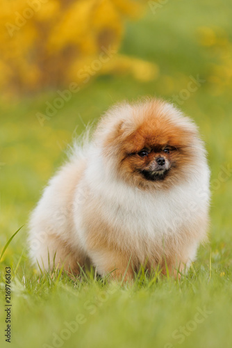 Cute Pomeranian puppy in grass