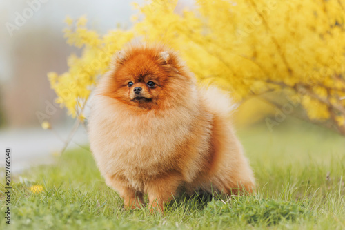 Orange Pomeranian dog in garden