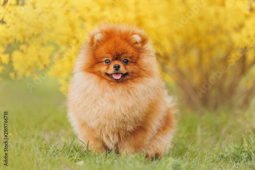 Orange Pomeranian dog in garden