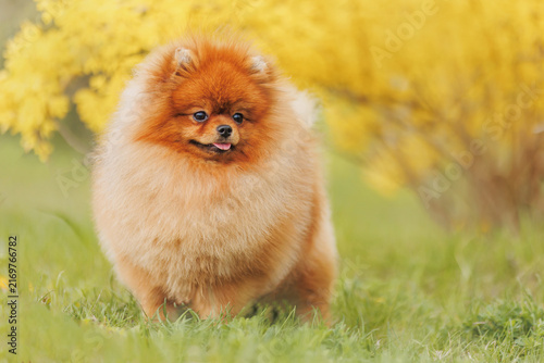 Orange Pomeranian dog in garden