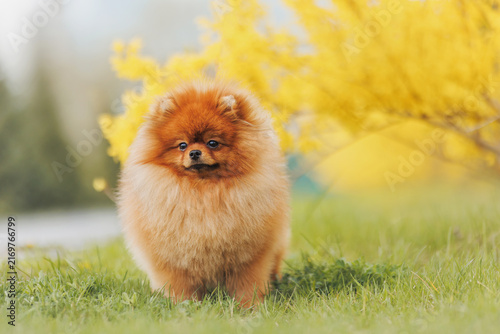 Orange Pomeranian dog in garden
