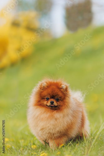 Orange Pomeranian dog in garden