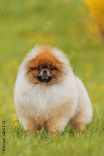Cute Pomeranian puppy in grass