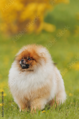 Cute Pomeranian puppy in grass