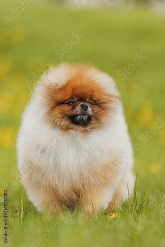 Cute Pomeranian puppy in grass