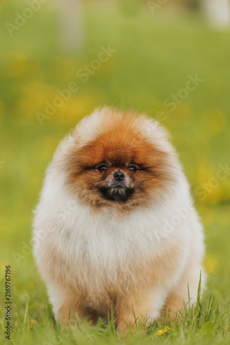 Cute Pomeranian puppy in grass