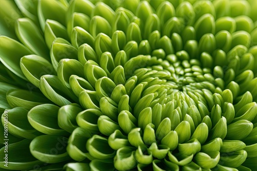 Close-up green floral texture celebrating natural beauty, organic detail and lush botanical forms.
