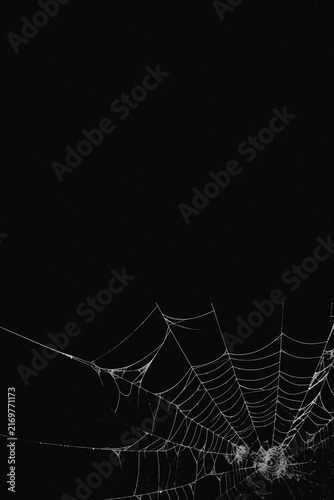 Cuadro en lienzo A detailed spider web against a dark background