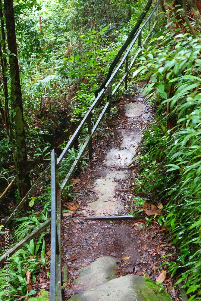 Fototapeta premium Tourism infrastructure in Sarawak, Malaysia. Hiking trail with metal barriers in lush jungle in Bako National Park in Borneo, Malaysia.