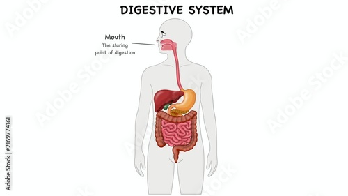 Animation of Academic anatomy diagram illustrating human digestive system organs. Visualizing gastrointestinal tract physiology including esophagus, stomach, liver, pancreas, and intestines