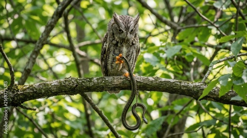 Owl catching snake