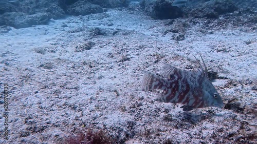 Marine Life and Ocean: Hogfish Foraging and Rooting in the Sandy Seabed near Coral Reefs in Key Largo, Florida