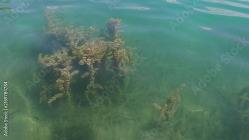 Calm, clear lake water revealing green aquatic plants and the sandy bottom below