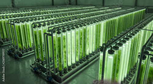 Rows of vertical glass photobioreactor tubes filled with glowing green microalgae culture in modern biotechnology production facility