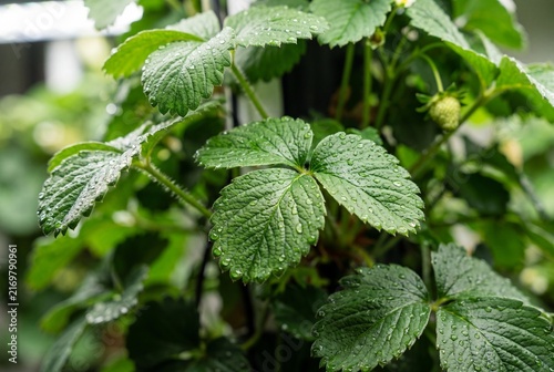 Dew drops on strawberry leaves in an indoor vertical farm