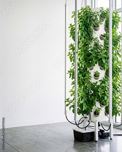 Tall mint cultivation column beside a clean white wall