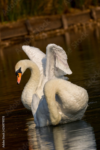 Canvastavla Mute swan opening its white wings while floating on a calm lake water at sunset