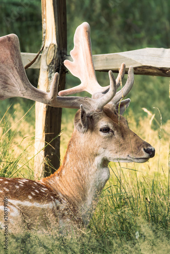 Obraz na plátně Close up of a fallow deer buck resting in tall grass near a wooden fence