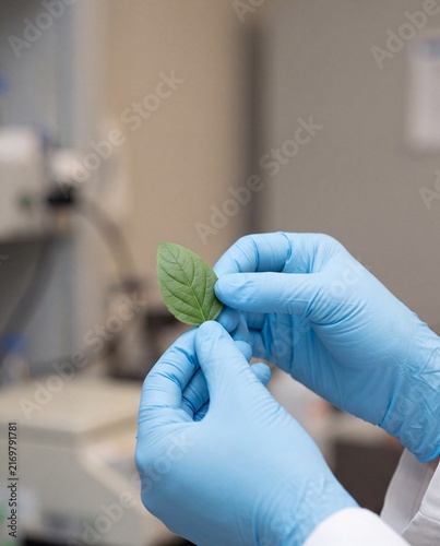 Laboratory technician holding a plant leaf in gloved hands