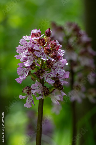 Bild auf Leinwand Lady orchid Orchis purpurea flowering protected plants, beautiful purple white f