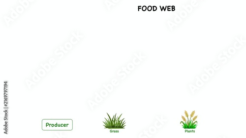 Animation of Educational ecology diagram demonstrating food web trophic levels. Visualizing energy flow from producer to primary, secondary, and tertiary consumer with eagle, frog, and grass