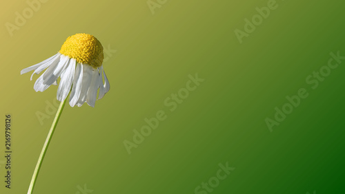Single chamomile flower with white petals and a yellow center against a smooth green background, offering generous copy space for natural and wellness designs.