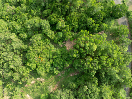 Canvastavla Tropical forest canopy